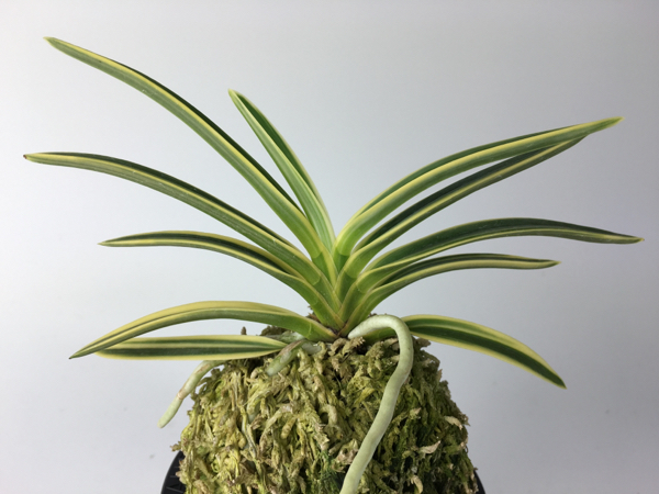 お買い得，セール】 TOKYO酒田 「羆錦」富貴蘭