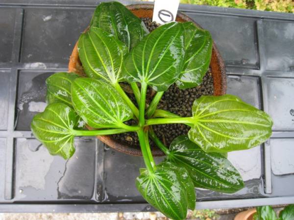 エキノドルス　sp　イグアス2009　アルゼンチン産　2株　①_2