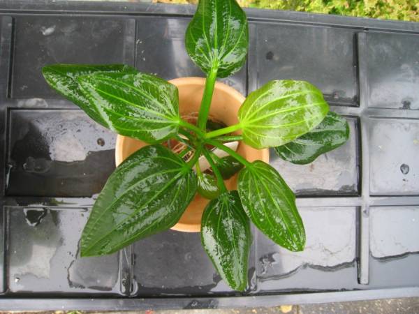 エキノドルス　sp　イグアス2009　アルゼンチン産　2株　①_3