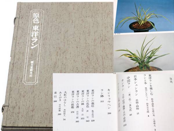 原色 東洋ラン 誠文堂 新光社 東洋蘭 定価25，000円 送料無料 原色東洋
