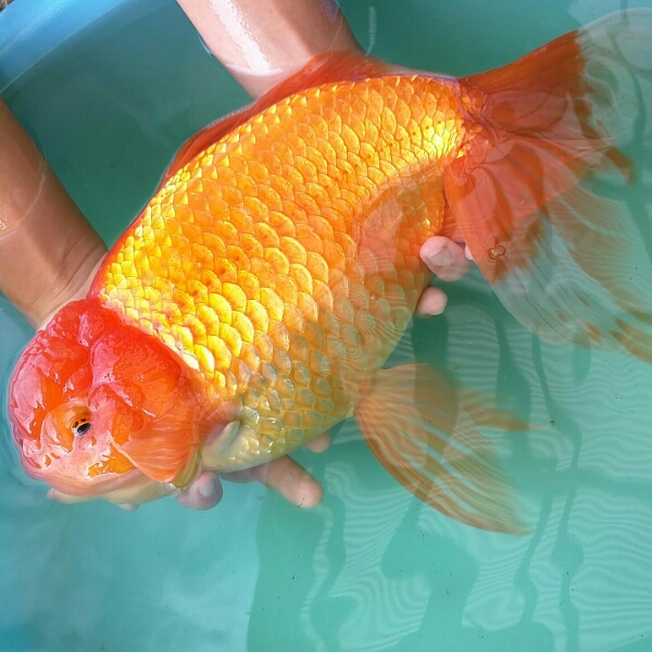 ◎◎ジャンボオランダ35㎝鹿児島県トップブリーダー産