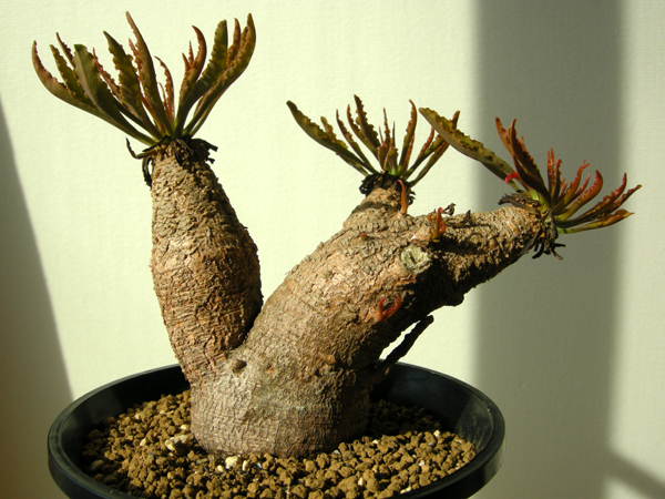 ユーフォルビア クリスパ（波涛キリン） ユーフォルビア クリスパ（波涛キリン）の育て方