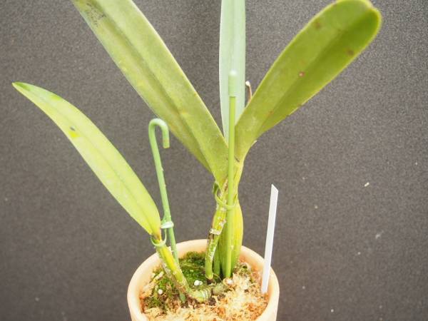 洋蘭原種　C.lowrenceana delicata splash 'Carlos' OG/JP