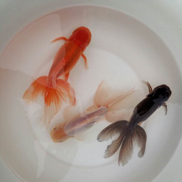 〔 D 〕自家産 ジャンボオランダ獅子頭19㎝~20㎝ 3匹セット