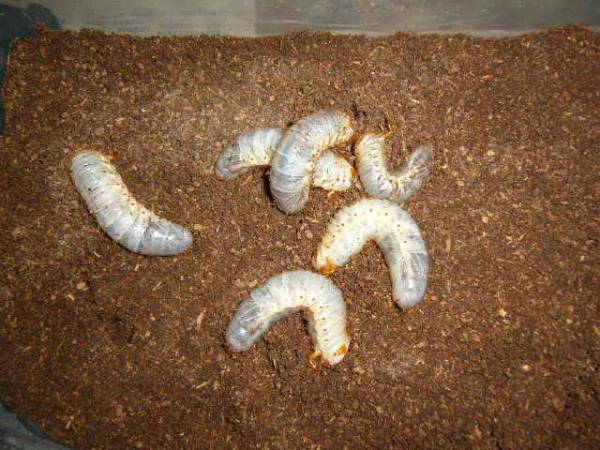 ★☆国産カブトムシ幼虫7匹＋1匹(3)☆★_1