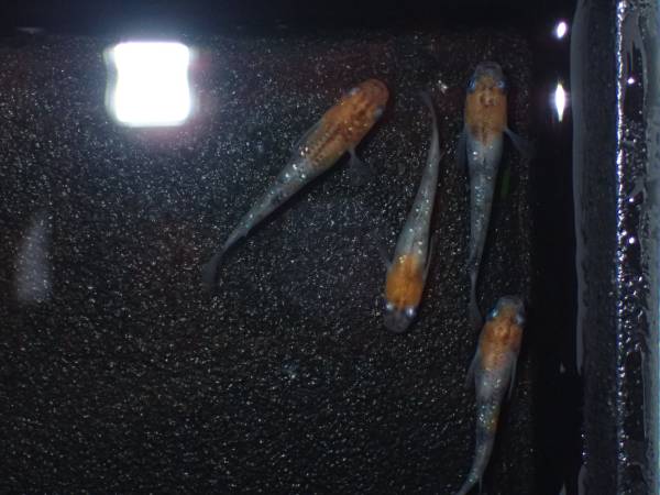 三色ラメ[新系統]丹頂2ペア