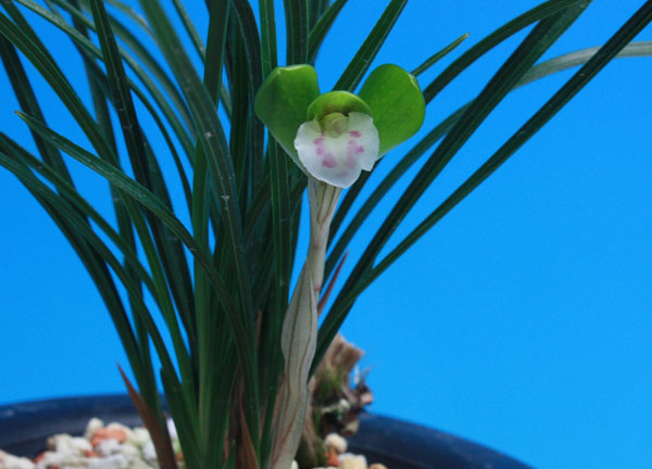 春蘭　『初蝉　花芽4付』　山野草