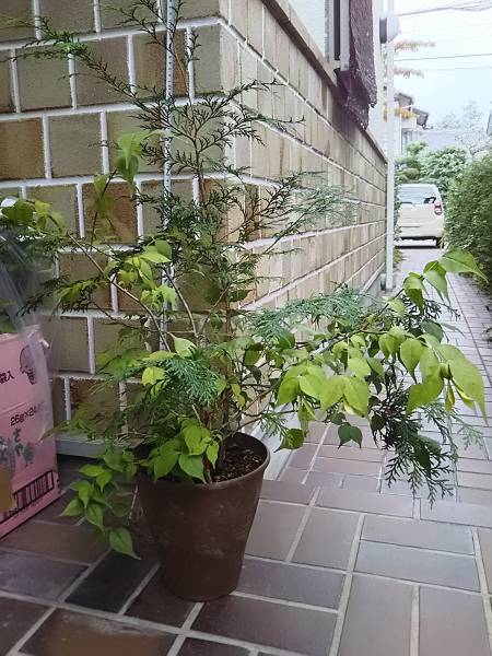 ツクバネ雄雌木実付き t619_2