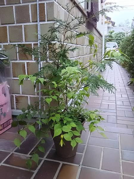 ツクバネ雄雌木実付き t619_3