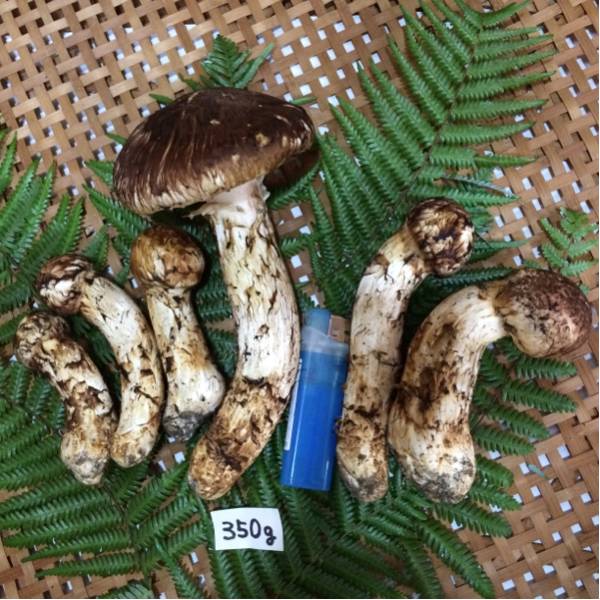 マツタケ 松茸 まつたけ 国産 岩手県産 天然きのこ | きのこ 舞茸 ① 