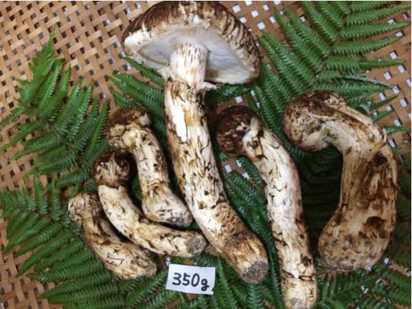 マツタケ 松茸 まつたけ 国産 岩手県産 天然きのこ | きのこ 舞茸 ① 
