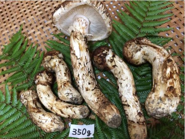 マツタケ 松茸 まつたけ 国産 岩手県産 天然きのこ | きのこ 舞茸 ① 