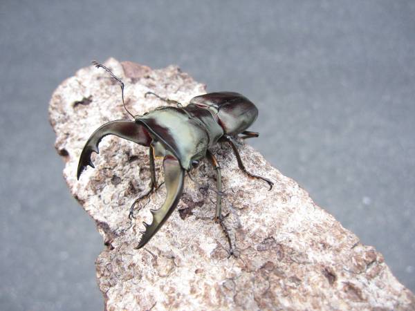 即ブリ！スペキオスス ホソアカ ペア　♂４９mm