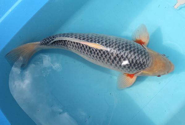 ☆１円～ 広島 大石産「白浅黄」メス３才：５３ｃｍ　売り切り！