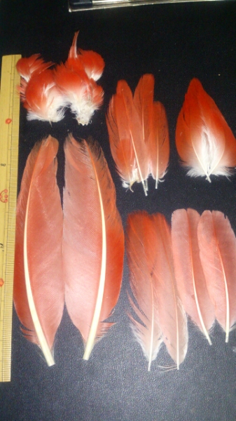 AM スカーレットアイビス クイル　フェザー　羽根 フライ