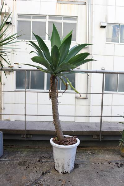 アガベ アテナータ 大株/Agave attenuata