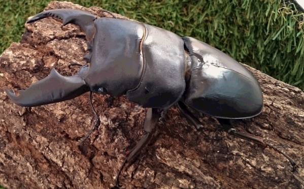 大型宮﨑県産ノコギリクワガタ 虫神蔵】宮崎県産 大型ノコギリクワガタ ♂70.70mm ペア