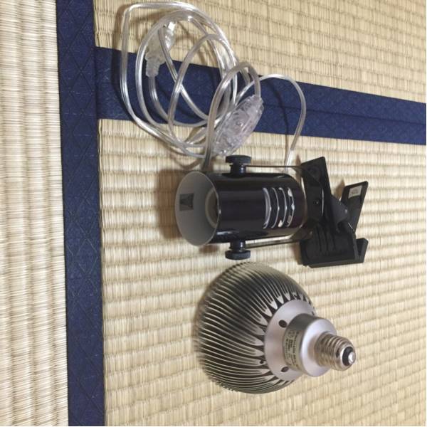ボルクスジャパン Grassy LeDio Reef GrassyLeDio - RS122 ディープ