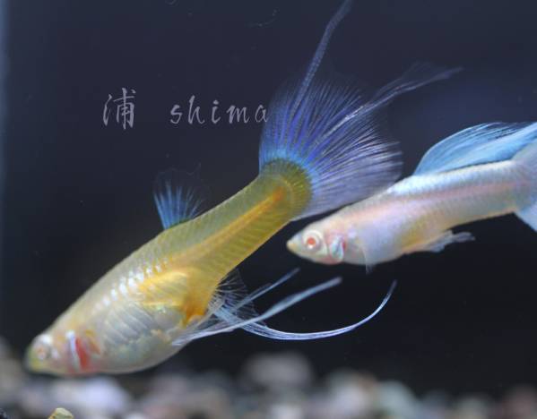 RRE.AアクアマリンネオンTX （トリオ）　 【浦shima】