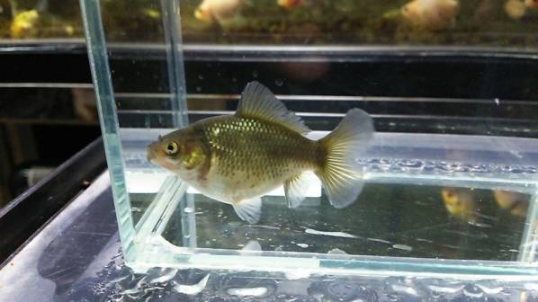 004寿恵廣錦（ブリストル朱文金）　10月下旬孵化　孔雀扇