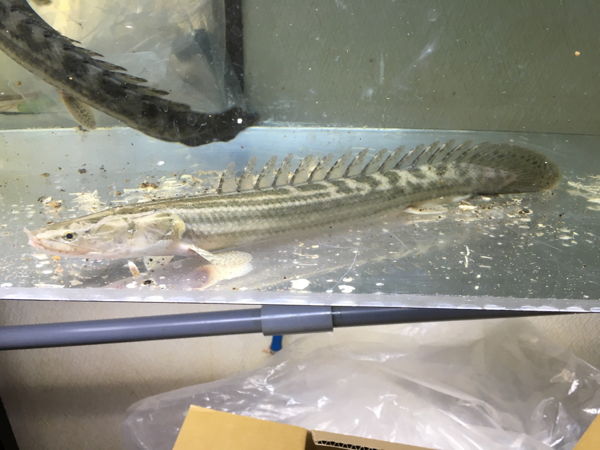 Poロガネ河産 ビキールビキール2