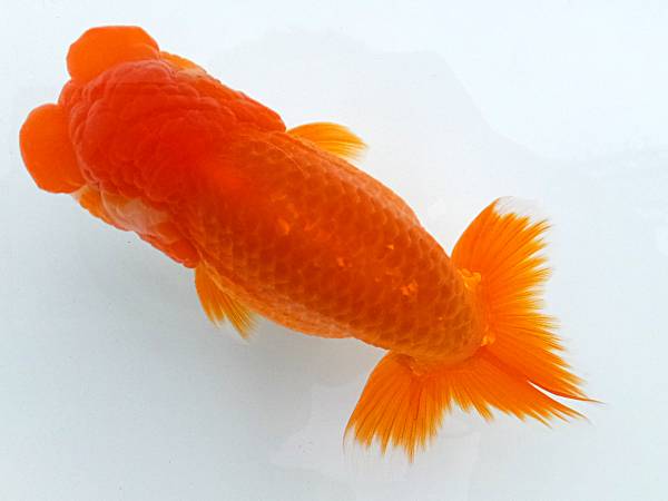 豊橋　田中康弘氏　作仔 当歳　　11.5ｃｍ　雄　１