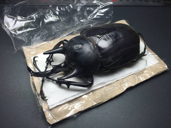 標本 アクタエオンゾウカブト 113mm 虫類 ペット、生き物 【公式通販】
