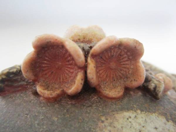 備前焼 入江光人司白梅宝瓶 入江光人司の陶芸品の