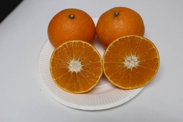 八幡浜みかん便り★２８号☆甘平☆せとか各５キロ★10