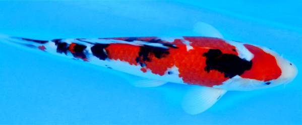 お年玉セール！岡本錦鯉1-43大正三色38cm2才メス品評会用立て鯉