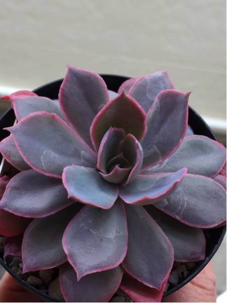 多肉植物 エケベリア ピンキー シャビアナ カンテ交配種 サボテン 売買されたオークション情報 Yahooの商品情報をアーカイブ公開 オークファン Aucfan Com