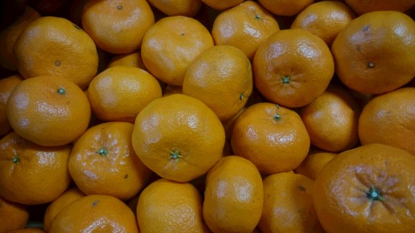 ★新品種★高級柑橘　西南の光・せいなんのひかり（中～小）９㎏