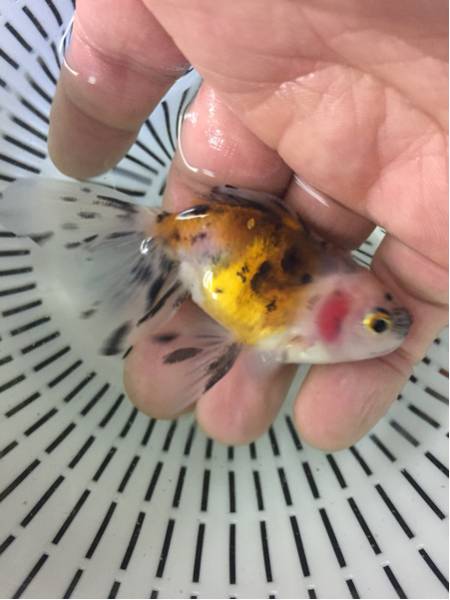 三色雅錦 全長8.5センチ