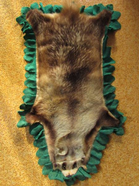 ニホンアナグマ毛皮敷物骨董品ラグ珍品貴重品天然日本穴熊虎豹獅子狼水牛羊鹿