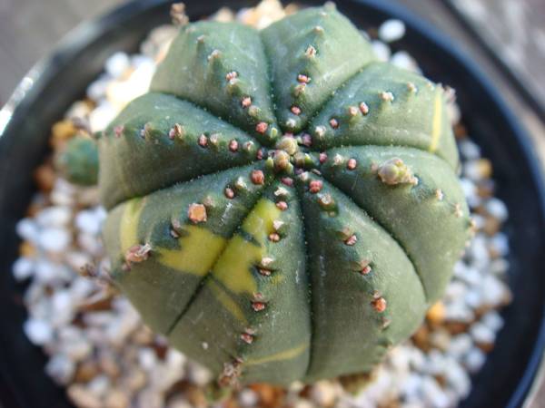 数々の賞を受賞 5 3cm サボテン お得 ユーフォルビア オベサ 錦 植物 観葉植物