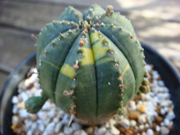 数々の賞を受賞 5 3cm サボテン お得 ユーフォルビア オベサ 錦 植物 観葉植物