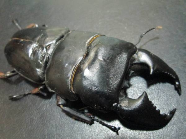 超極太血統スマトラヒラタ幼虫３頭セット　No.１