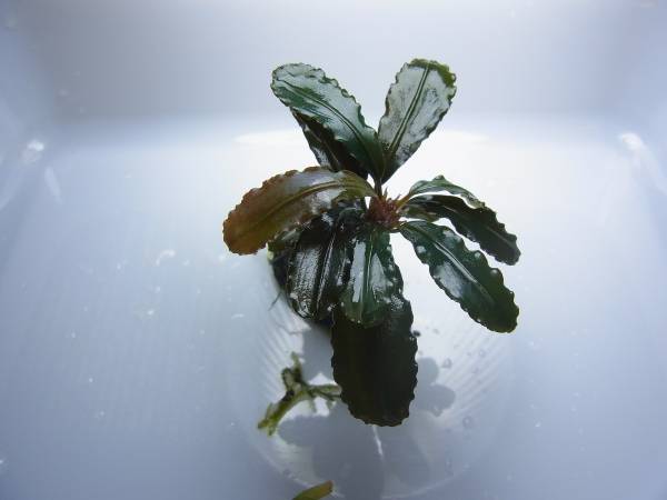 ◇◇ブセファランドラsp. お年玉 from Kapuas（AZ便）◇◇(水草