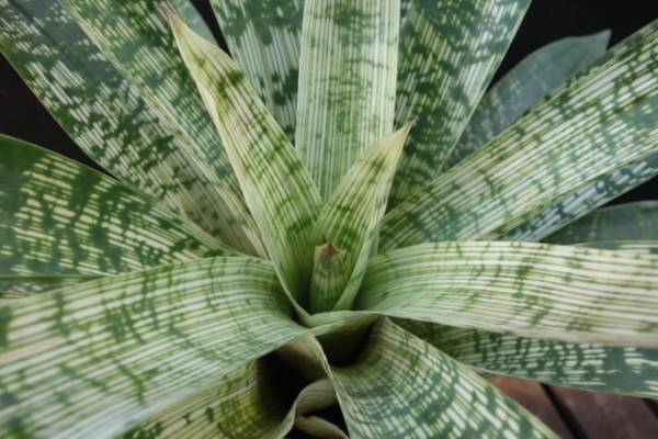 *・ω・*　アナナス　エクメア　ギガンティアナ