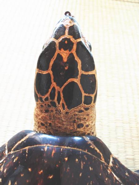 亀 ウミガメ タイマイ 剥製 べっ甲 鼈甲 壁掛け 全長58cm 縁起物