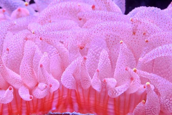 ウチウラタコアシサンゴ （サンゴ）ウチウラタコアシサンゴ ピンク（1 