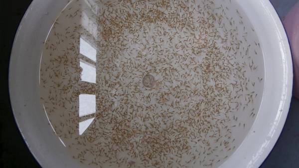 玉サバ　無選別　洗面器半分　 A