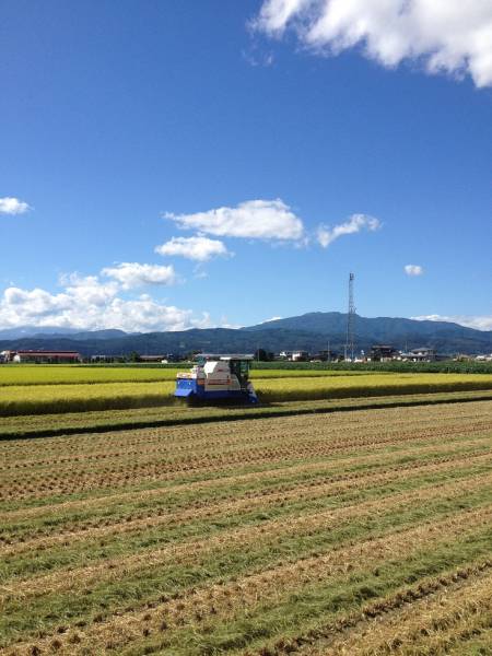 【新米 29年産】 山形県産ヒメノモチ（もち米）１等玄米30kg 【送料無料 精米無料】_3