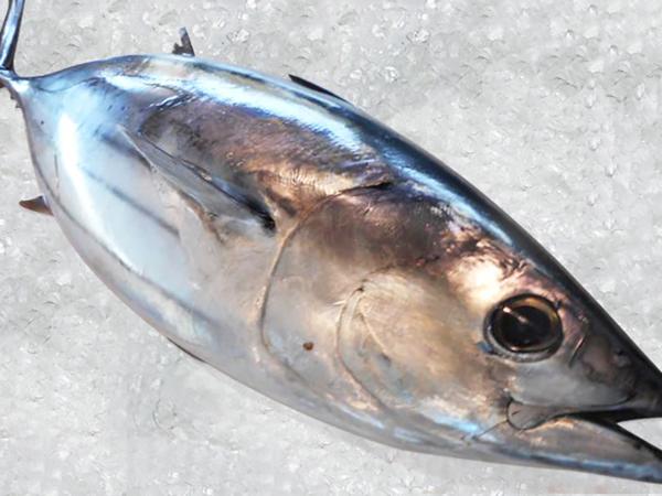 【宮崎県産】釣り物 カツオ刺身用【2kg～2.7kg】_1