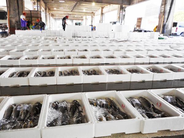 【宮崎県産】釣り物 カツオ刺身用【2kg～2.7kg】_2