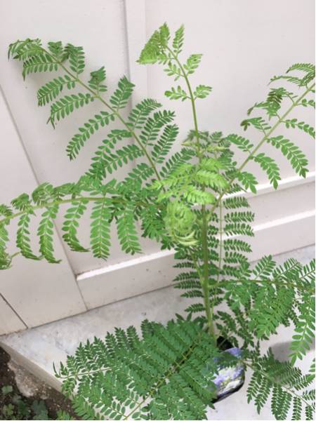 即決 ジャカランダ_2