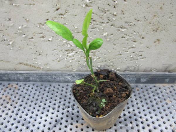 熱帯果樹 こぶみかん コブミカン挿し木 1 苗 果物 売買されたオークション情報 Yahooの商品情報をアーカイブ公開 オークファン Aucfan Com 熱帯果樹 こぶみかん コブミカン挿し木 1 苗 果物 売買されたオークション情報 Yahooの商品情報をアーカイブ公開 オークファン Aucfan Com