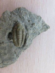 三葉虫の化石 希少 Nileus スウェーデン産 本物保証 新たに発見された化石から三葉虫のお腹の構造が明らかに（スウェーデン