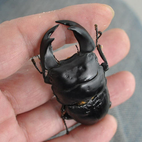 [178-54]▼超血統　HULK.011　3令幼虫　ペア