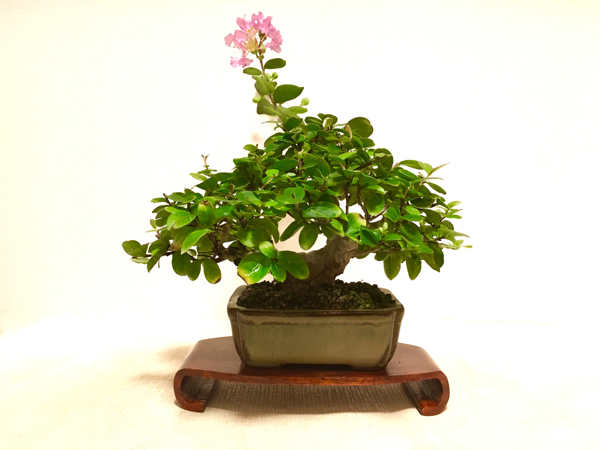 台灣日本姬百日紅サルスベリ∣小品露根盆景茉莉愛草mu bonsai - Pinkoi